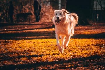 golden retriever running