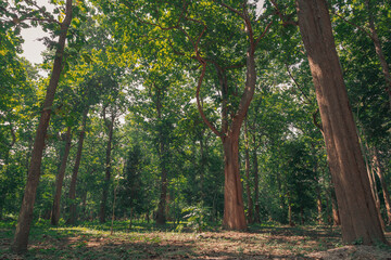 green forest landscape in spring time and green moss, sun light shining through the woods