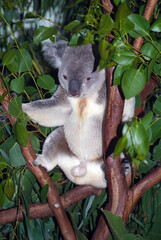 Zoology, Koala