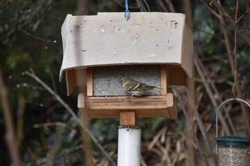 Haussperling bei Futterhaus