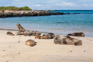 Obraz premium Happy sleeping sea lions on a sandy beach of Galapagos Islands. Santa Fe, Galapagos islands National Park. Concept of rest, vacations or holidays on a wild tranquil tropical beach
