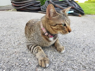 Close up brown cat lying on the floor

