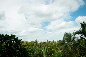 Fototapeta na wymiar Palm tree forest on the island of Bali, Indonesia
