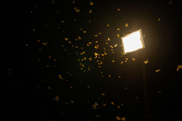 Butterflies fluttering around a streetlight at night.