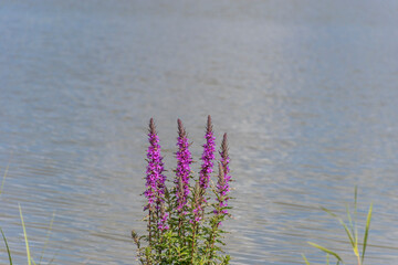 reeds in the water