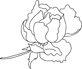 Hand drawn and painting design Fairy Rose or Pygmy Rose , colorful tropical Flower,blue rose
Hand drawn Lavender flower