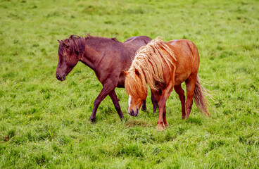 Fototapeta premium Two icelandic horses