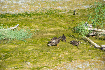 Mallard duck (Anas platyrhynchos) floating in a lake,  waterflow bird, close-up, fauna