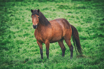 Fototapeta premium Single icelandic horse