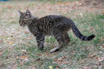 Naklejka premium Beautiful playful stray cat chasing something outdoors, homeless animal, cute small street kitty, striped cat with beautiful eyes