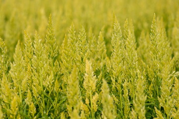 green grass in the wind