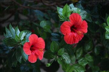 Fotograf&iacute;a de dos ex&oacute;ticas flores rojas.