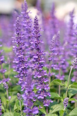close up of lavender flowers