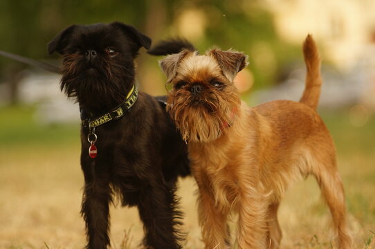 Griffons dogs standing together outside. The dogs are griffon belge and griffon bruxellois. The dogs are black and red. High quality photo