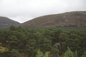 Scotland landscape in the summer