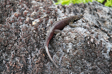 Lava Lizard of the Galapagos Islands