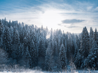 Snow-covered conifer forest on a high hill in frosty winter day. Frozen grass and trees in the rays of cold winter Sun.
