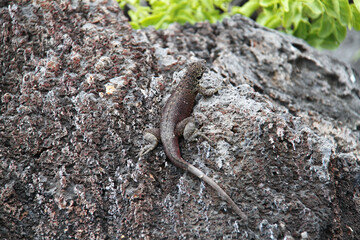 Lava Lizard of the Galapagos Islands