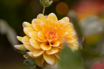 Beautiful specimen of yellow dahlia flower, of the genus of plants of the Asteraceae family, full of color, it is one of the flowers of the Royal Botanical Garden of Madrid, in Spain.