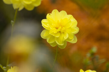 Beautiful specimen of yellow dahlia flower, of the genus of plants of the Asteraceae family, full of color, it is one of the flowers of the Royal Botanical Garden of Madrid, in Spain.