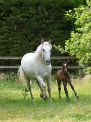 Fototapeta premium Mare and Foal