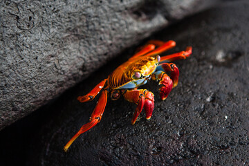 Galapagos  red Sally Lightfoot crab on lava rocks. Another name is Red Rock Crab and latin scientific name  is Grapsus Grapsus. Galapagos Islands, Ecuador.