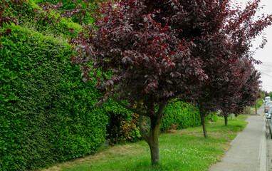 Naklejka premium plum tree, violet in the streets of bariloche