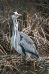 Heron in the reeds