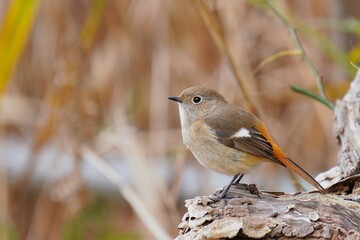 公園のフェンスの杭に留まるジョウビタキの雌2