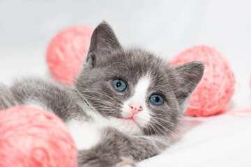 Gray kitten with pink balls of yarn on a white background. A cat in a home atmosphere. Nice animal.