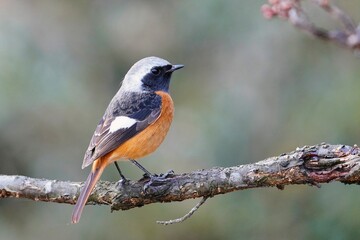 冬の公園の愛嬌のあるジョウビタキの雄2
