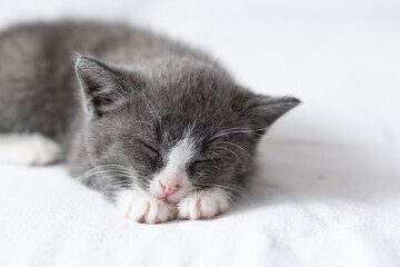 A small gray kitten sleeps on a white blanket. Pets concept.