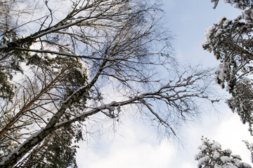 Fototapeta na wymiar Brich Branchs Against the Blue Sky.