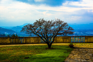 Tree with panorama