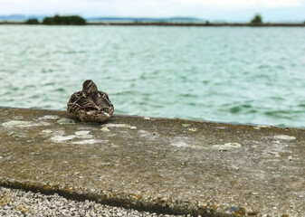 Lonely female brown mallard duck sitting on a cliff next to the the water, close up shot. Wild duck on the lake shore