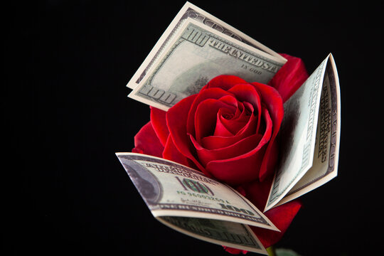 image of flower money dark background