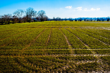 Fototapeta na wymiar green lines on a sown field