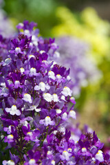 Fototapeta premium The name of these flowers is Linaria. Scientific name is Linaria bipartita.