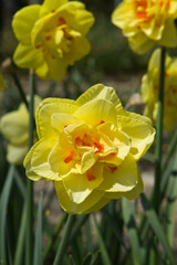 The name of these flowers is Narcissus.　Scientific name is Narcissus &times; odorus.