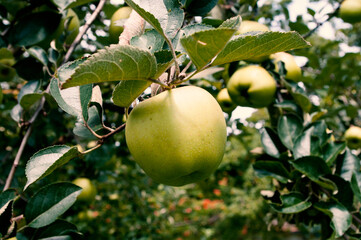green apples in the garden on a branch with leaves. Raw fruit.