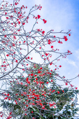 Winter ashberry under the snow in the forest. Groups of bright red berries, mountain ash.