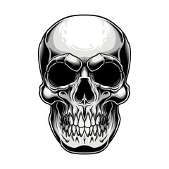Traditional skull design. Vector illustration of human skull in engraving technique isolated on white background. 