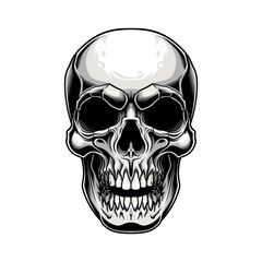 Traditional skull design. Vector illustration of human skull in engraving technique isolated on white background. 