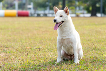 White Shiba Inu or Hokkaido Inu. White dog standing in the playground. Shiba inu dog the yard. Japanese dog.