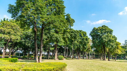 City park green forest natural landscape