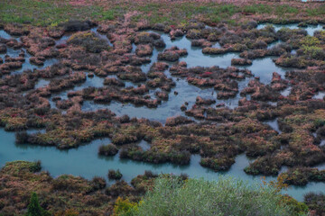 Aquatic plants in a swampy looking lake.