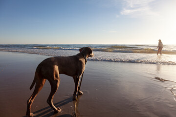 Junger und verspielter Weimaraner Jagdhund am Strand