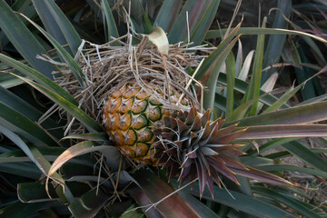 Obraz premium Agricultural occupation Pineapple Fruit on tree in plantation at Thailand. Wrapped with straw for heat protection.