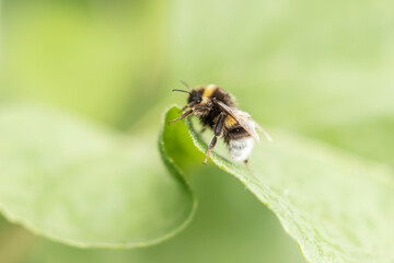 Hummel auf Blatt