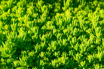 young green facade grass in the yard on a bright sunny summer day